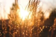 Heal - Fringe News