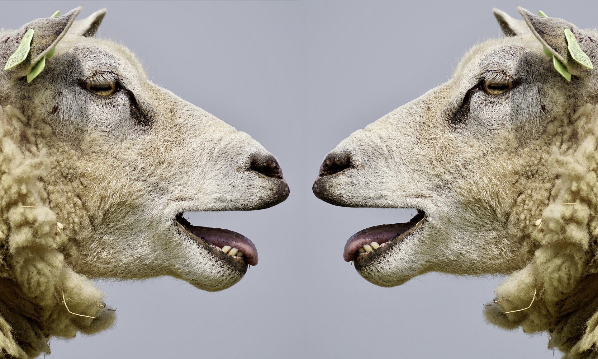 Doctor Explains Why You Should Keep Away From Vaccinated Sheeps - Fringe News